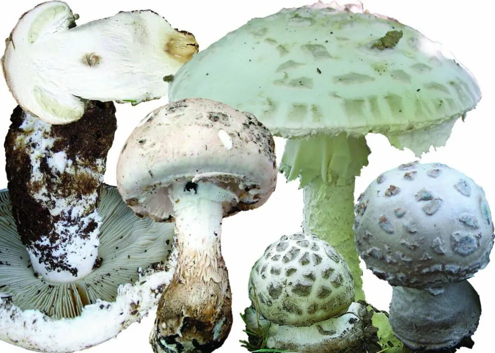 Amanita muscaria.webp