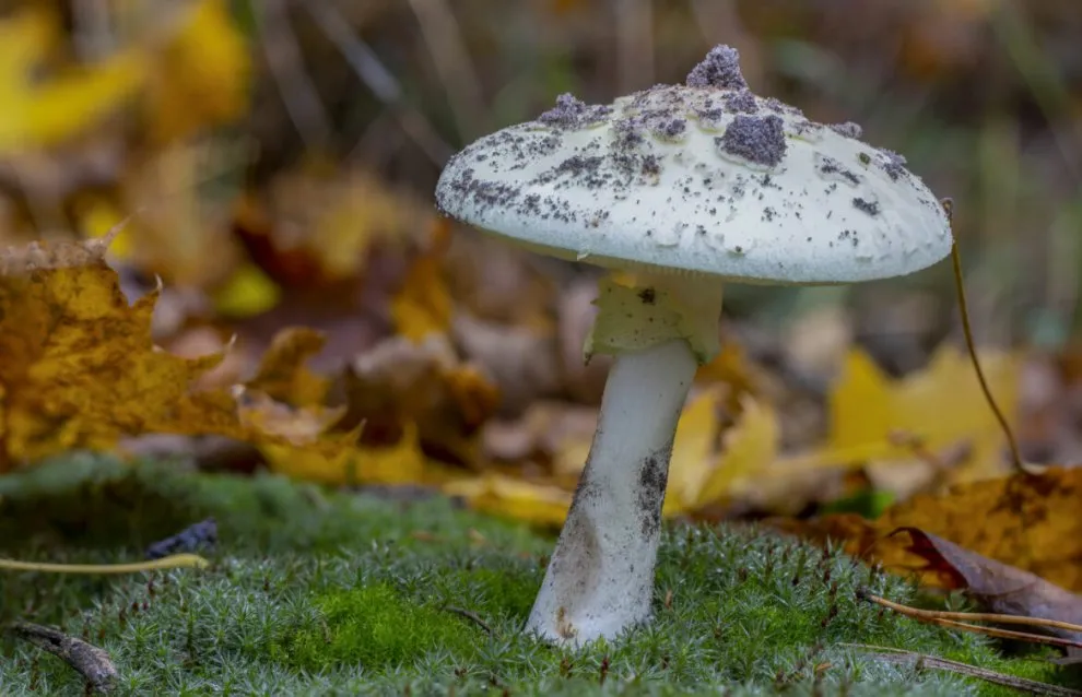 Amanita muscaria.webp