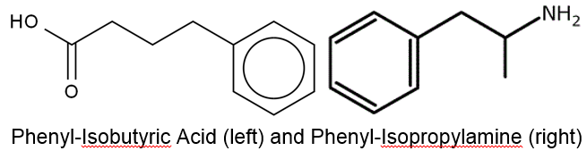 amph1.png