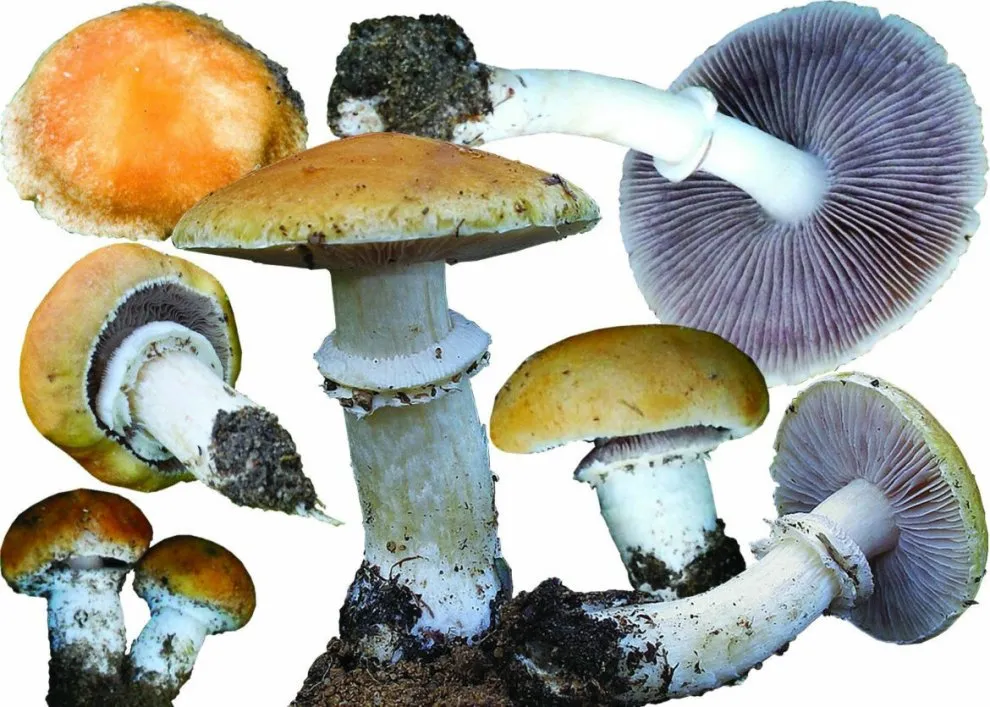 CROWNED STROPHARIA.webp