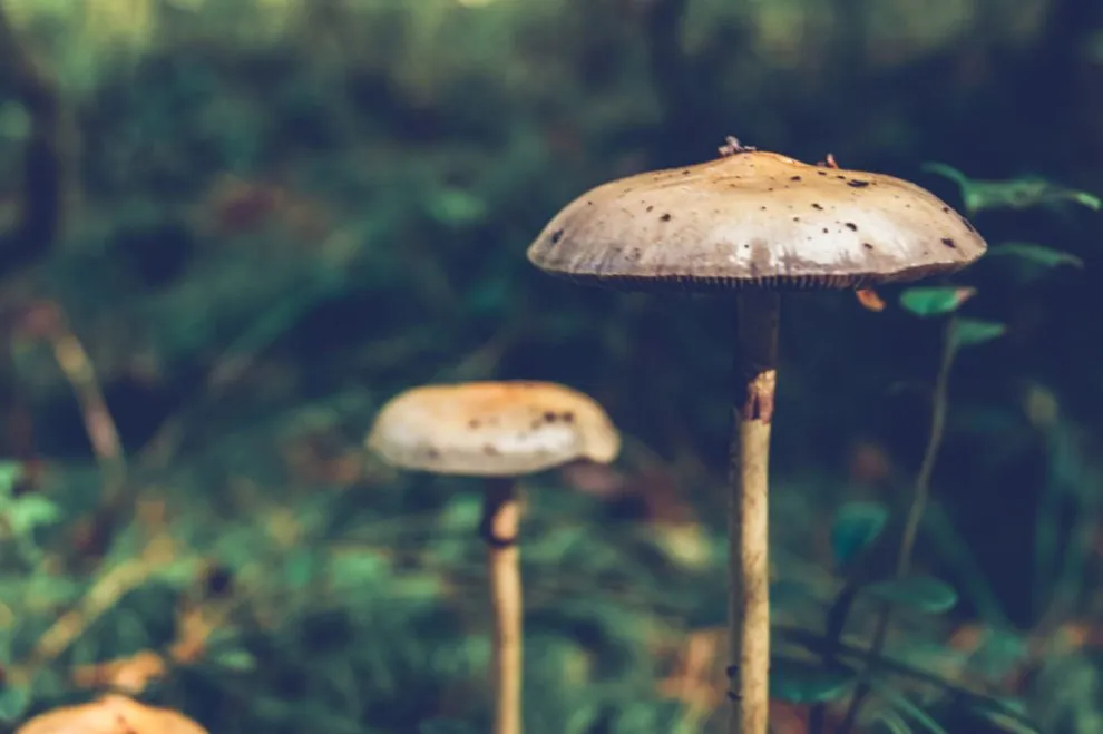 FLY MUSHROOMS CAUSING MYCOATROPIN SYNDROME.webp