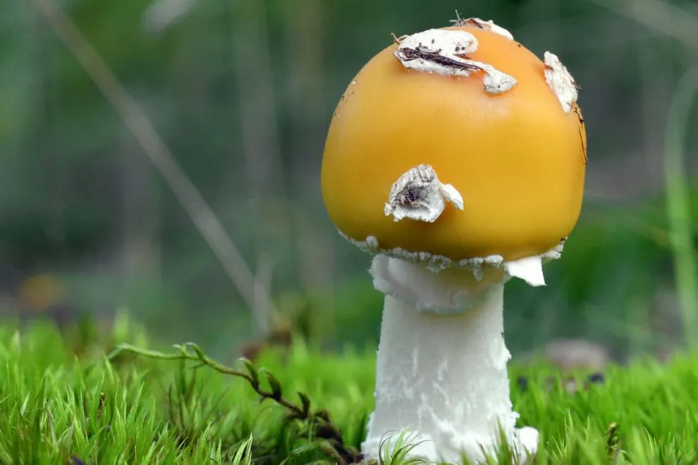 FLY MUSHROOMS CAUSING MYCOATROPIN SYNDROME.webp