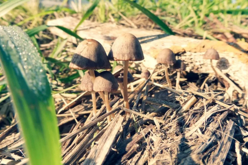 FUNGI CAUSING PSYLOCYBIN SYNDROME.webp