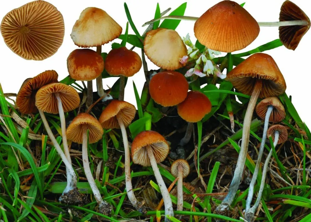 FUNGI CAUSING PSYLOCYBIN SYNDROME.webp