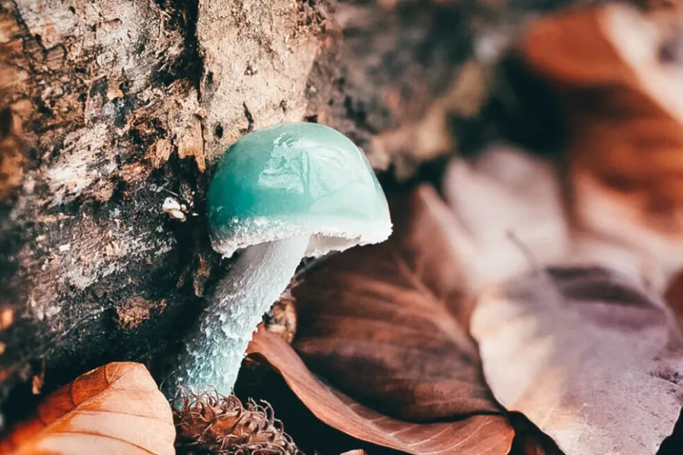 FUNGI CAUSING THE PYRON SYNDROME.webp