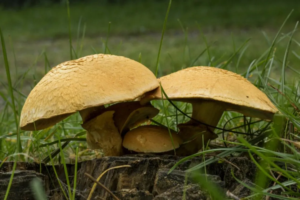 GYMNOPILUS YUNONA.webp