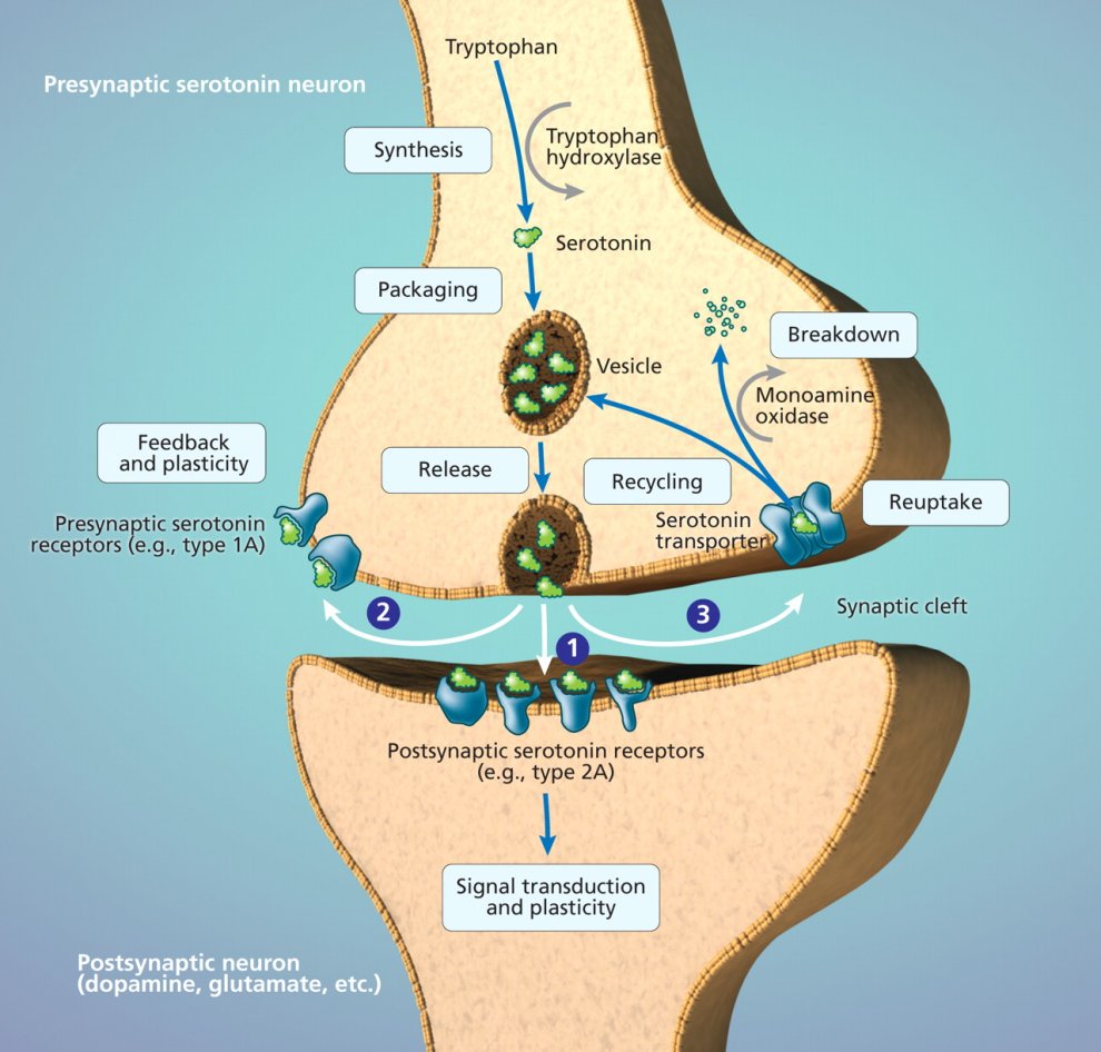 Hydra  hydraclubb  _ _ _ _ _.jpg