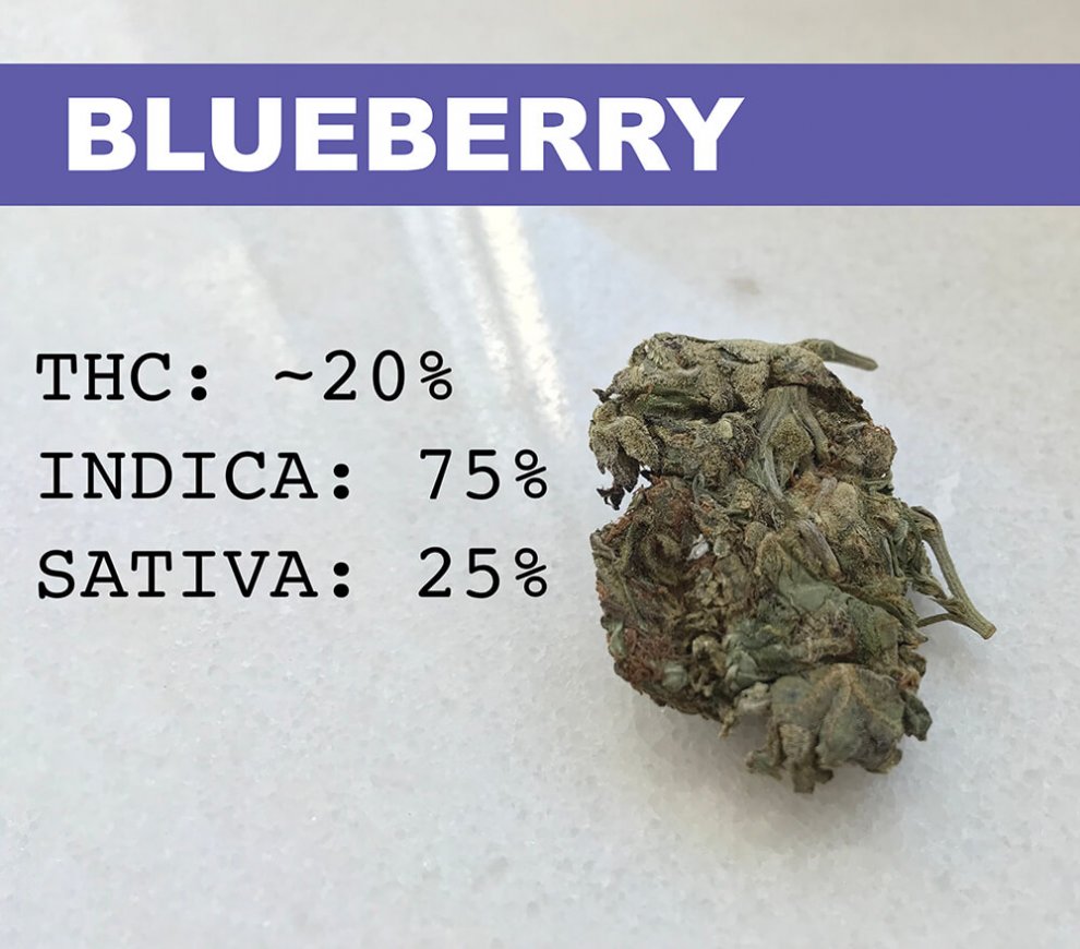 Hydra  hydraclubb  _ _ Blueberry.jpg