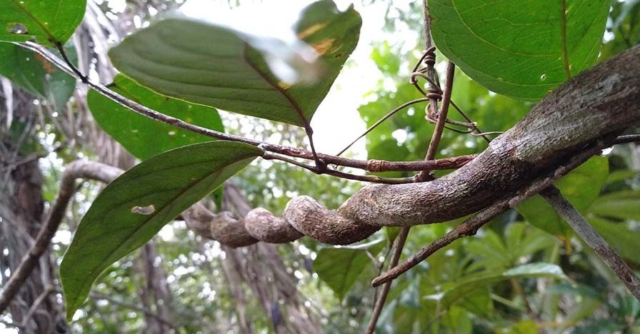 Hydra  hydraclubb _ Huasca.jpg
