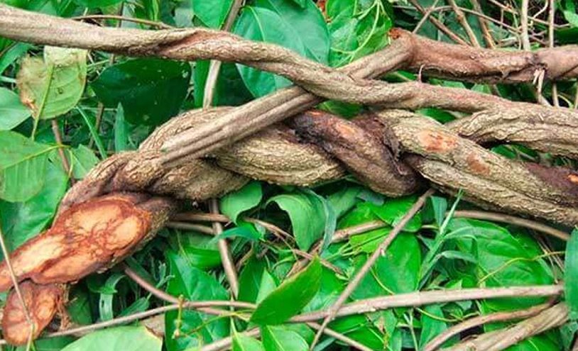 Hydra  hydraclubb Banisteriopsis caapi.jpg