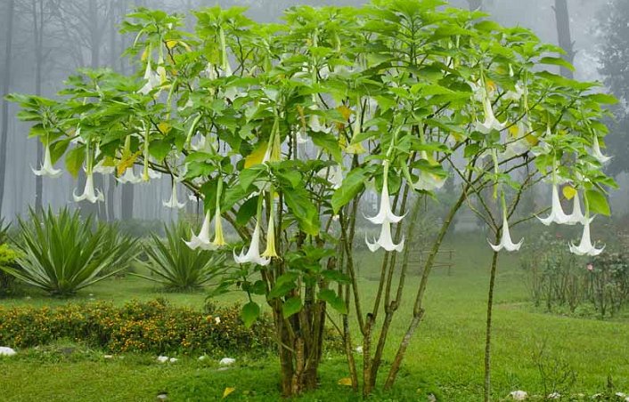 Hydra  hydraclubb Brugmansia suavolens.jpg