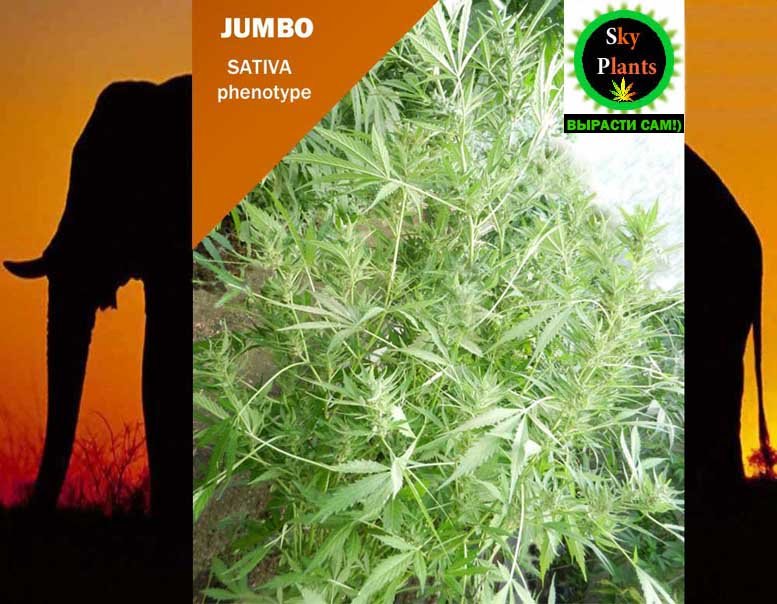 Hydra  hydraclubb JUMBO auto.jpg