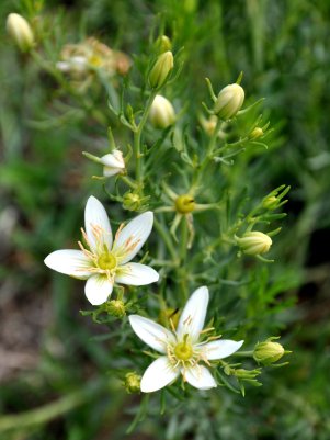 Hydra  hydraclubb Peganum Harmala.jpg
