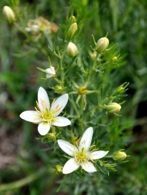Hydra  hydraclubb Peganum Harmala.webp