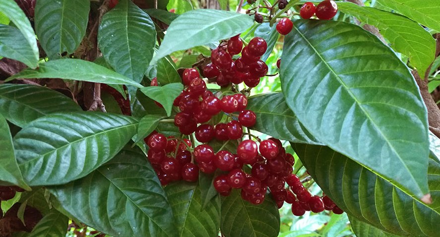 Hydra  hydraclubb Psychotria viridis.jpg