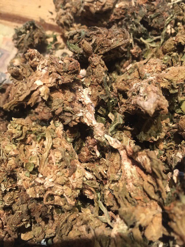 Hydra marijuana common mold problem.jpg