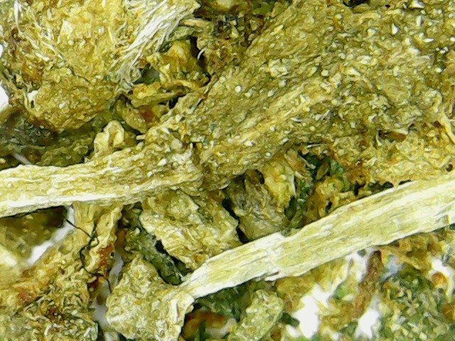 Hydra marijuana foliage.jpg