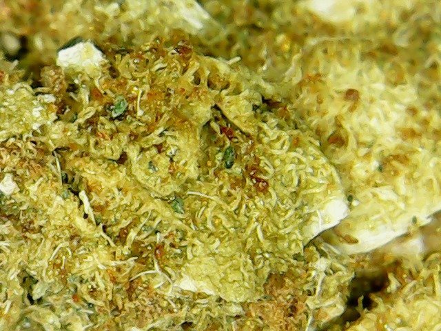 Hydra marijuana inflorescence.jpg