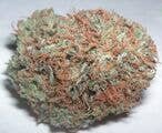 Hydra Marijuana Pine Cone Forms.jpg