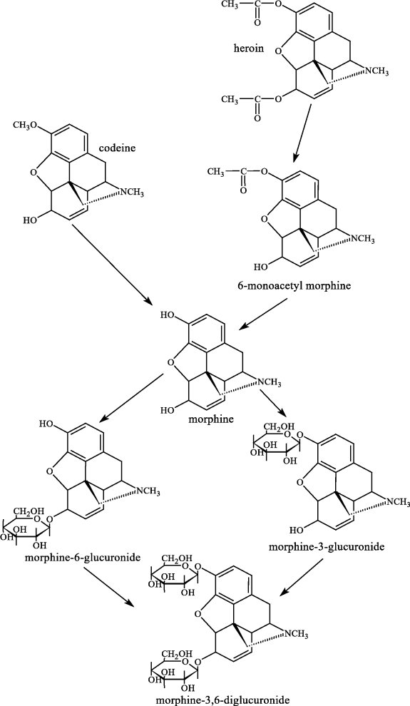 Hydra metabolism of heroin.jpg