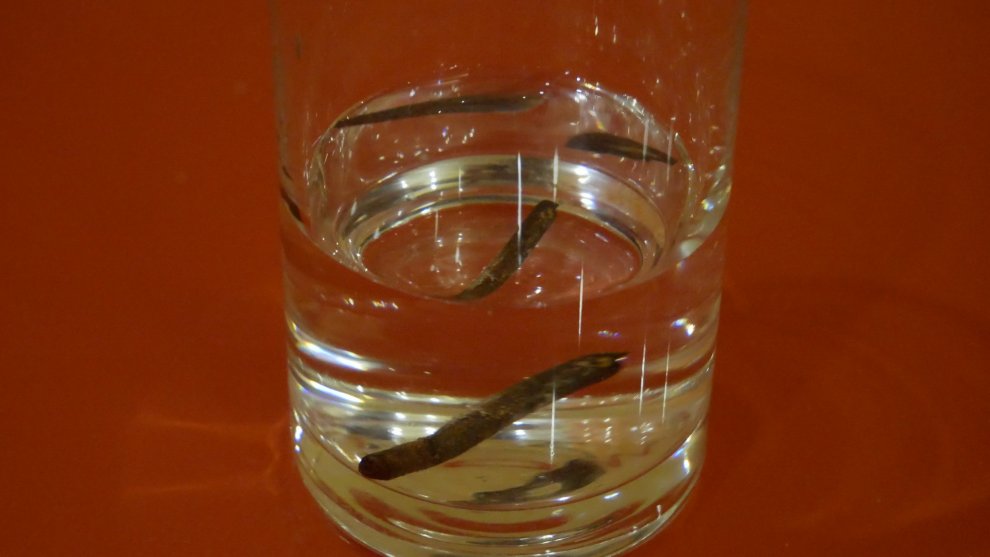 Hydra reagents ferric chloride.jpg