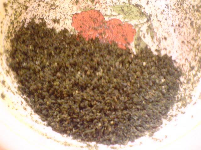 Hydra soak the herb with oil.jpg