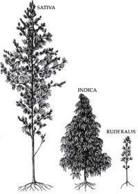 Hydra Strains and Forms of Marijuana.jpg