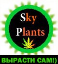 Hydra  Sunny_Sky Plants top.jpg