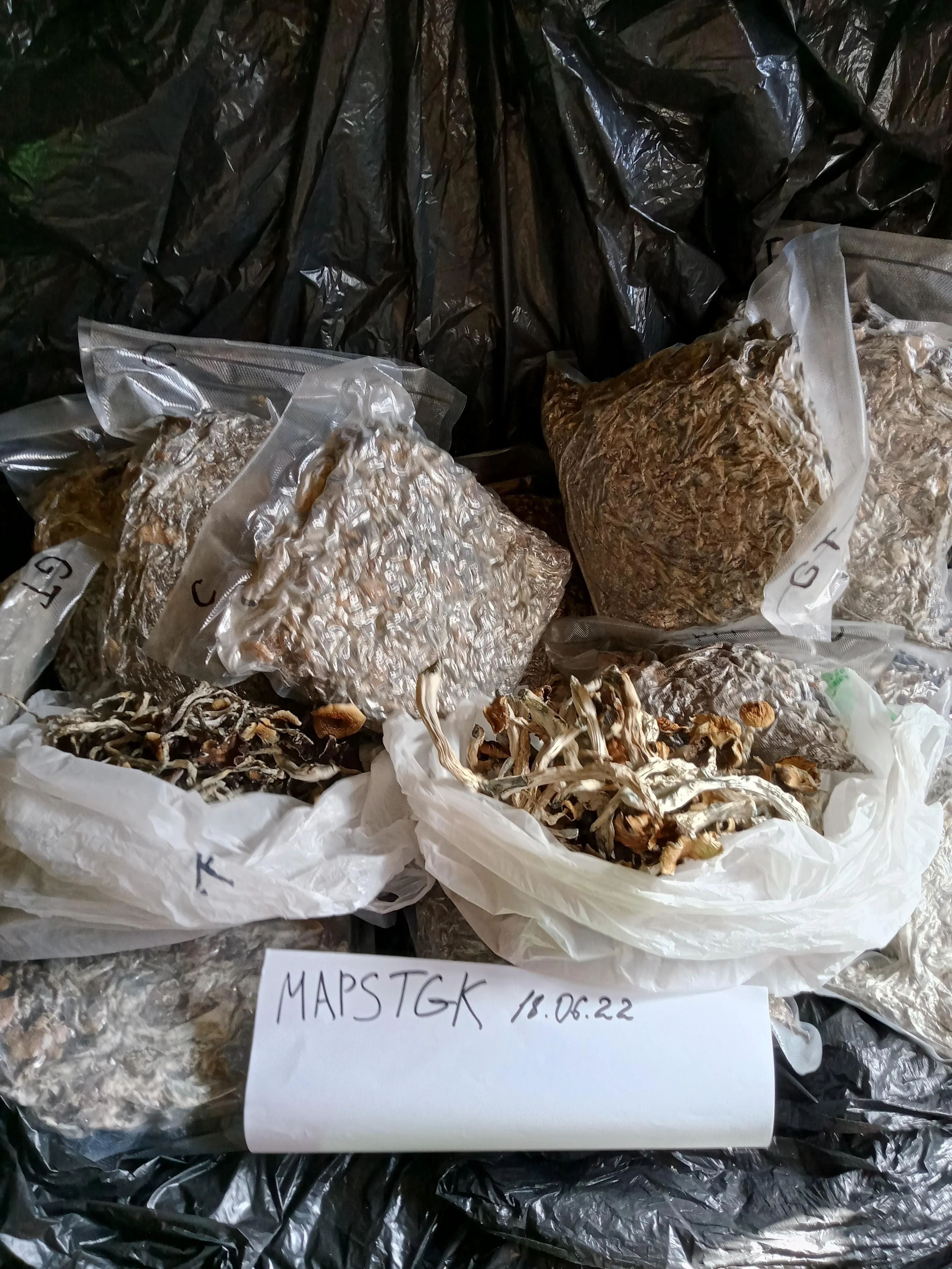 MapsTGK Mushrooms - Golden Ticher and Cambodia.webp