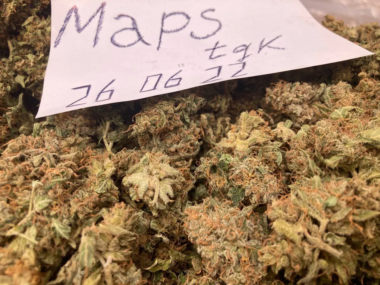 MapsTGK WHOLESALE MapsTGK Hydroponics_2022-06-26_14-07-19.webp