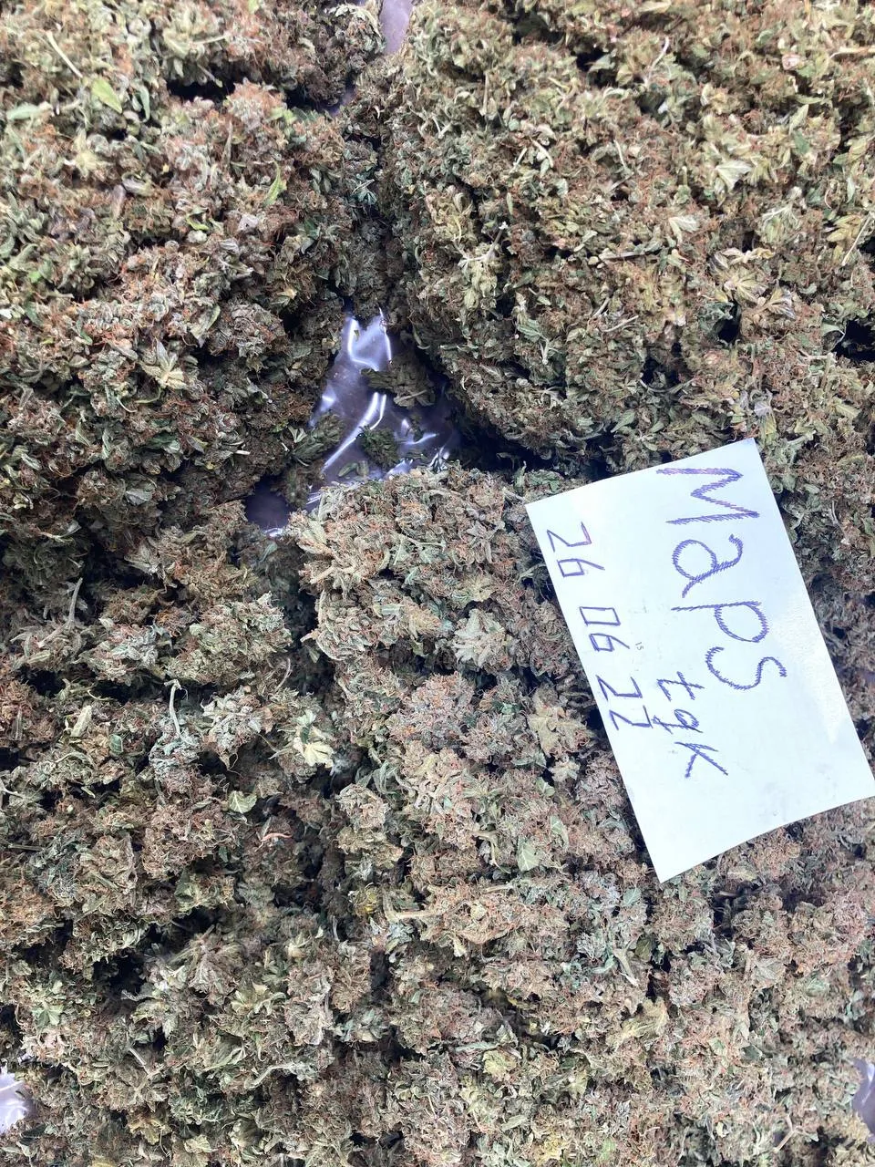 MapsTGK WHOLESALE MapsTGK Hydroponics_2022-06-26_14-07-23.webp