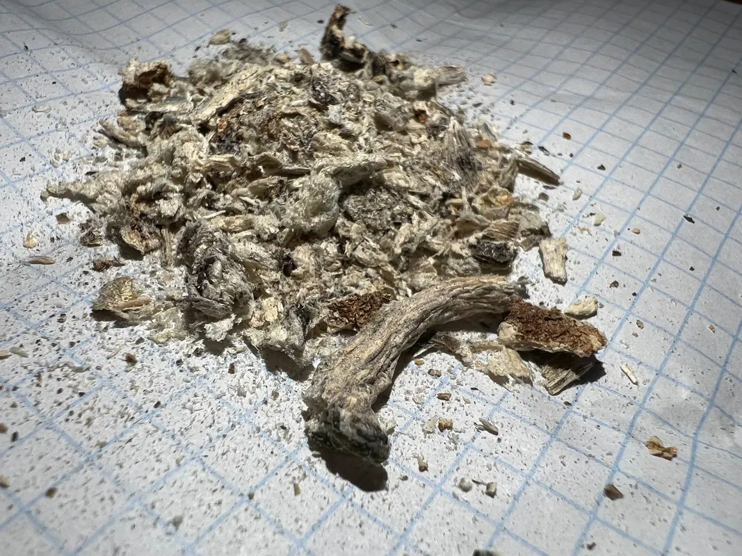 MEGA - Psilocycin Mushrooms Tidal Wave Finely ground mushrooms.webp