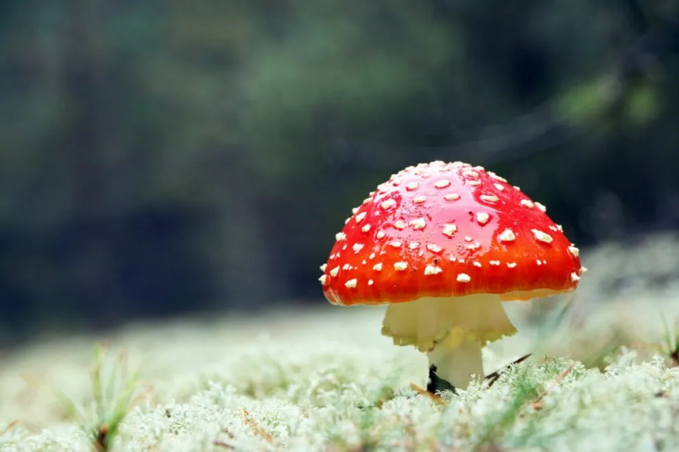 MUKHOMOR RED.webp