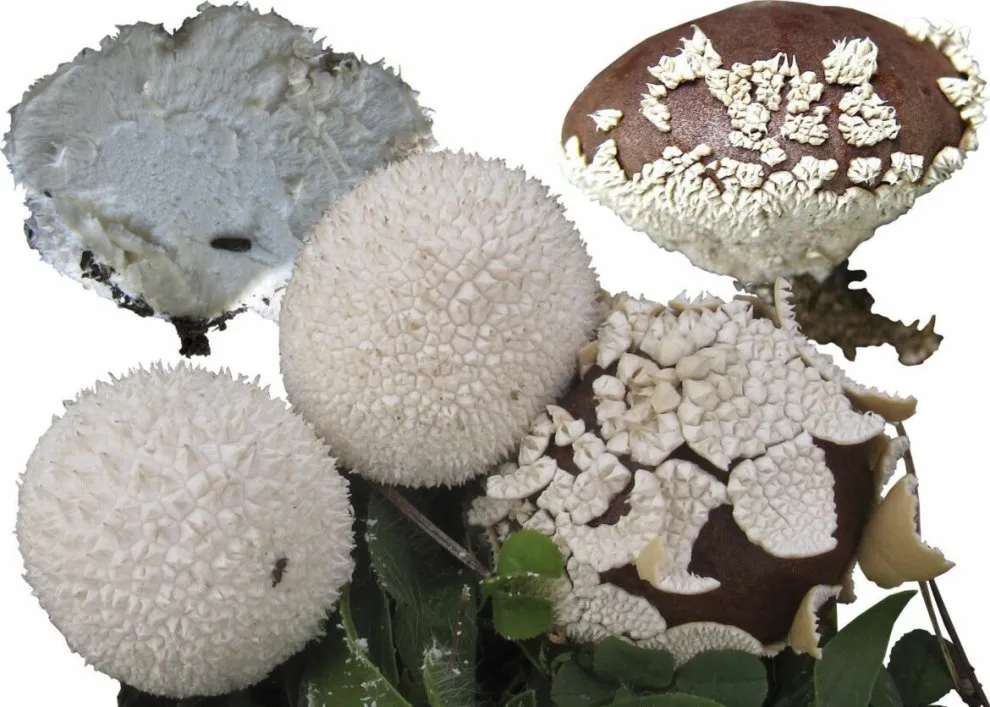 MUSHROOMS CAUSING INDOLAMINE SYNDROME.webp