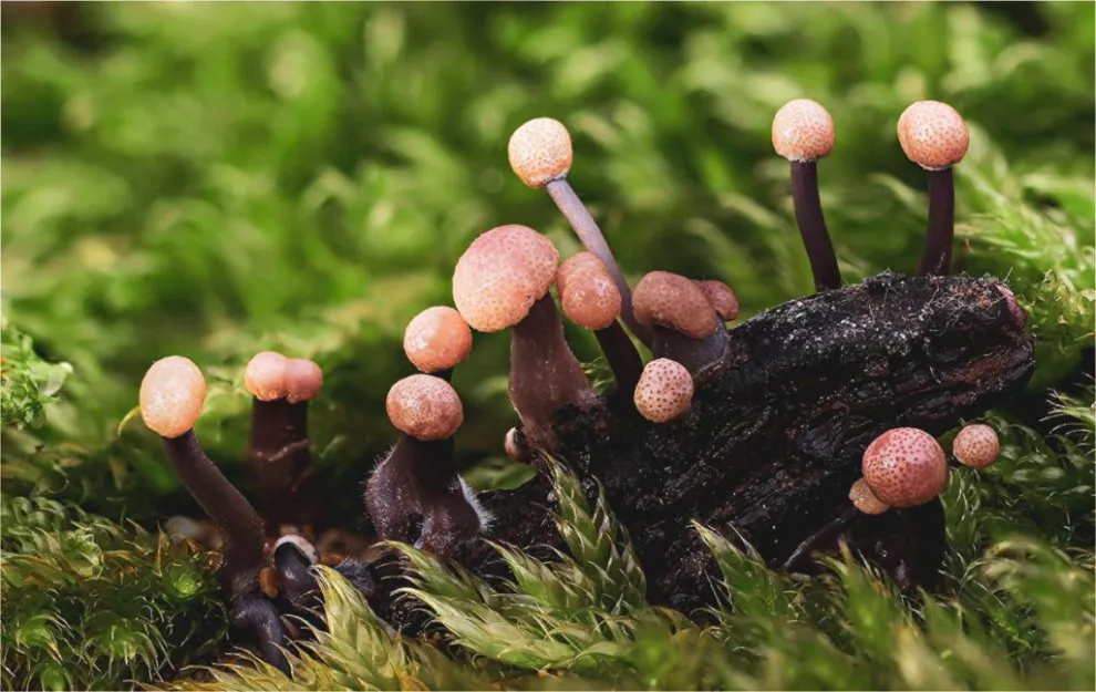 MUSHROOMS CONTAINING ERGOALKALOIDS.webp