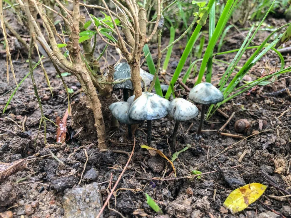 PANEOLUS BLUE.webp