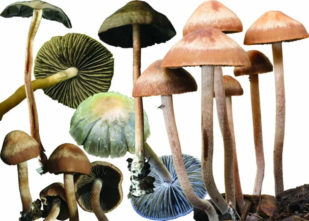 PANEOLUS KEMCHATY.webp