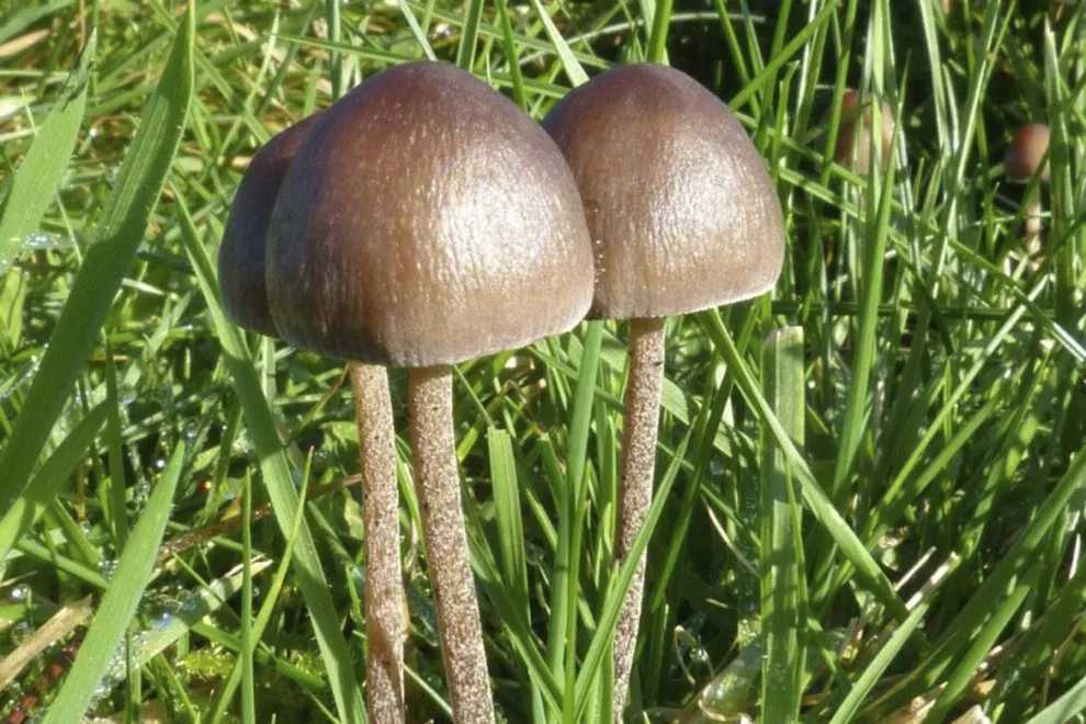 PANEOLUS MANURE.webp