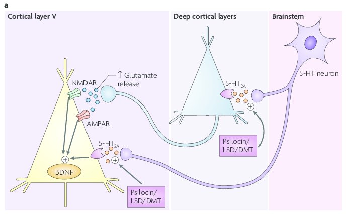Prefrontal Network Activation and Glutamate Release by Psychedelics.jpg