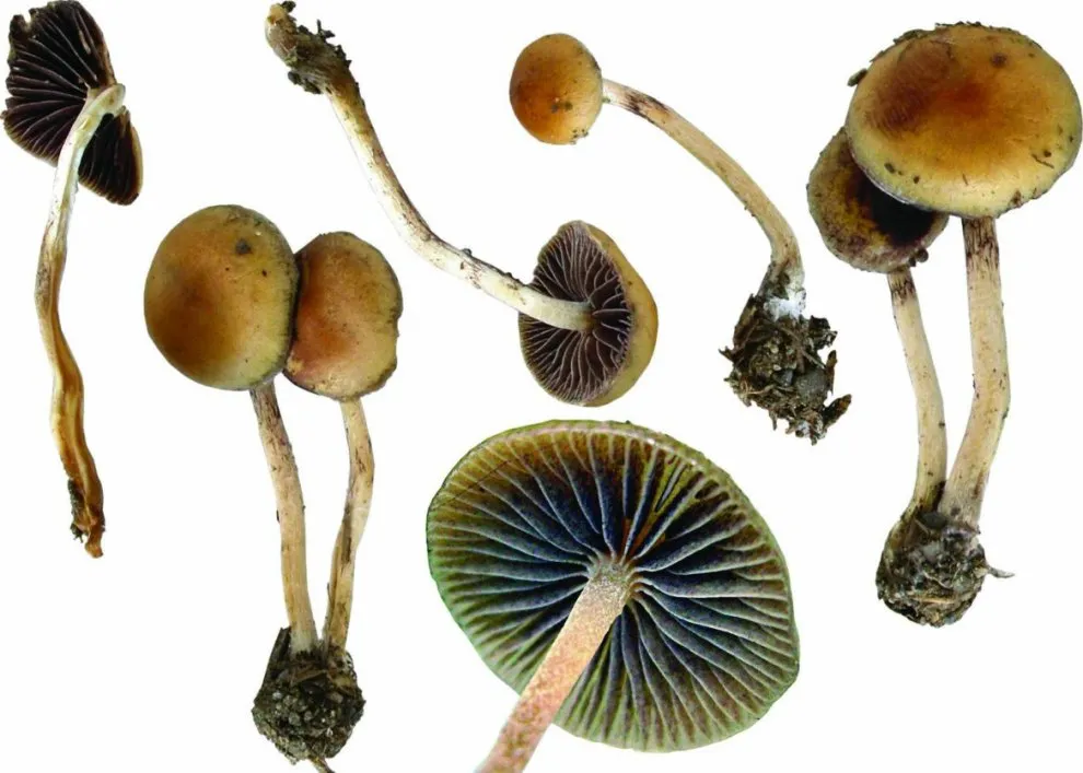 PSILOCIBE STRAIGHTFOOT.webp