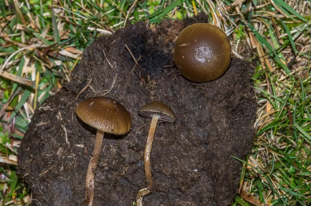 PSILOCYBE FOUNDED.webp