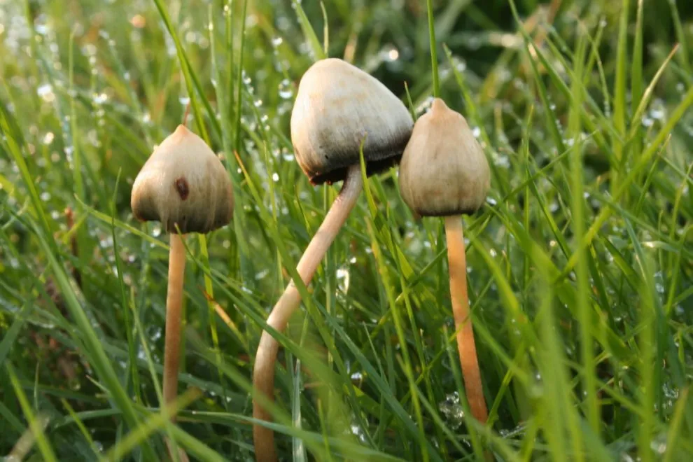 PSILOCYBE SEMI-LANCETATE.webp