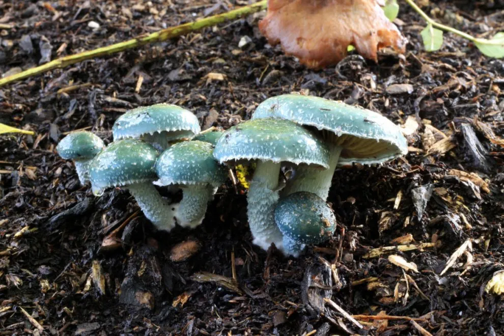 STROPHARIA BLUE-GREEN.webp
