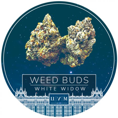TSUM Moscow ☘ Гидропоника White Widow.jpg