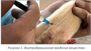 внутрибрюшное введение вещества.jpg