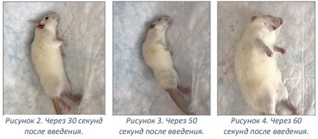Животные группы А.jpg
