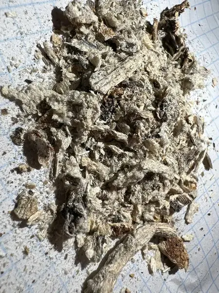 MEGA - Tidal Wave Psilocycin Mushrooms Grinded into fine particles.webp