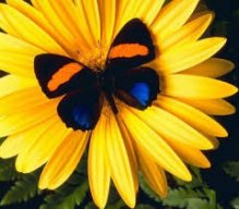 girasole1950
