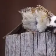 Накуренный Воробей