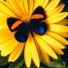 girasole1950